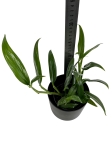 Epipremnum amplissimum 'Silver' - M