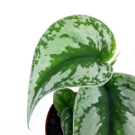 Scindapsus pictus 'Exotica' - roślina mateczna