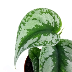 Scindapsus pictus 'Exotica' - cięty węzeł