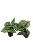 Scindapsus pictus 'Exotica' - roślina mateczna
