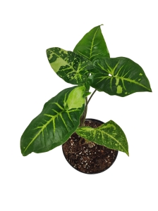Syngonium panda - cięty węzeł
