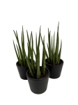 Sansevieria cylindrica 'Spaghetti'