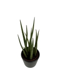 Sansevieria cylindrica 'Spaghetti'