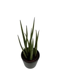Sansevieria cylindrica 'Spaghetti'