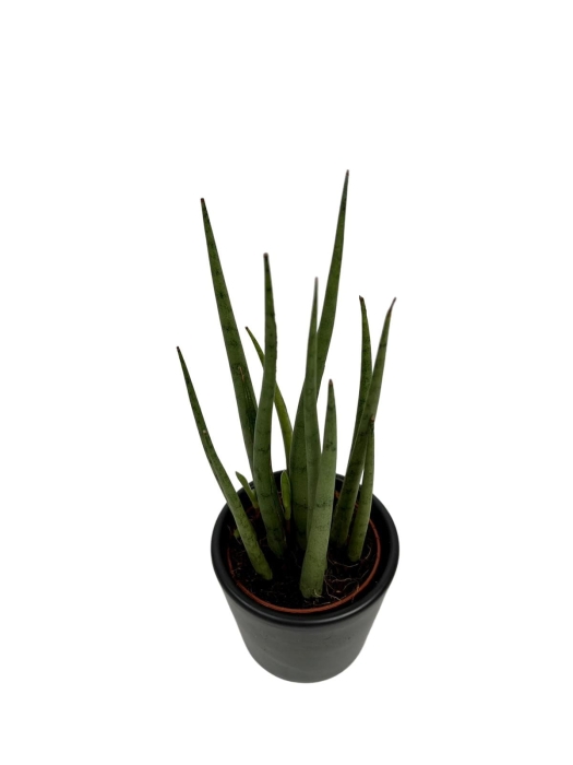 Sansevieria cylindrica 'Spaghetti'