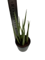 Sansevieria cylindrica 'Spaghetti'