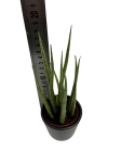 Sansevieria cylindrica 'Spaghetti'