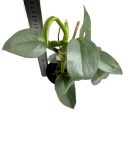 Philodendron hastatum Silver Sword / Silver Queen - M
