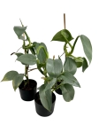 Philodendron hastatum Silver Sword / Silver Queen - M