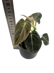 Philodendron melanochrysum - M