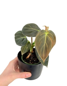 Philodendron melanochrysum - M