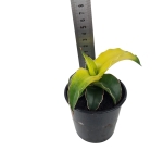Sansevieria Star Canary - S