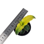 Sansevieria Star Canary - S