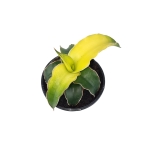 Sansevieria Star Canary - S