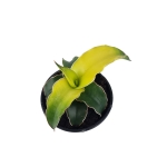 Sansevieria Star Canary - S