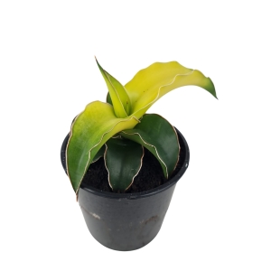 Sansevieria Star Canary