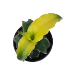 Sansevieria Star Canary - S