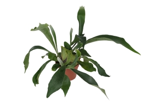 Platycerium Bifurcatum - 'Łosie Rogi'  - L