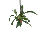 Platycerium Bifurcatum - 'Łosie Rogi' - L