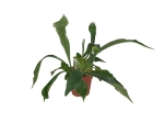 Platycerium Bifurcatum - 'Łosie Rogi' - L