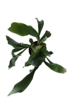 Platycerium Bifurcatum - 'Łosie Rogi' - L