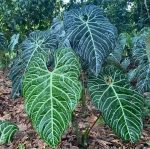 Anthurium regale dorosła forma (Ecuagenera photo)