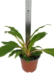 Chlorophytum orchidastrum 'Fire flash' - zielistka 'Green Orange'  - M