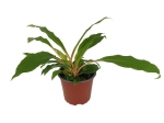 Chlorophytum orchidastrum 'Fire flash' - zielistka 'Green Orange'  - M