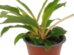 Chlorophytum orchidastrum 'Fire flash' - zielistka 'Green Orange'  - M