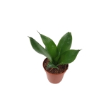 Sansevieria trifasciata Black Jade