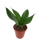 Sansevieria trifasciata Black Jade