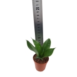 Sansevieria trifasciata Black Jade