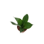 Sansevieria trifasciata Black Jade