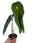 Anthurium Queremalense - q3