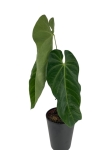 Anthurium Queremalense - q3