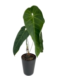 Anthurium Queremalense - q3