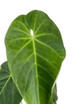 Anthurium Queremalense - q3