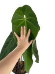 Anthurium Queremalense - q3