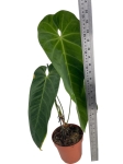 Anthurium Queremalense - q3