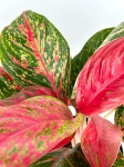 Aglaonema Dark Pink Star