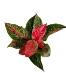 Aglaonema Dark Pink Star