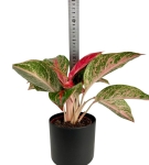 Aglaonema Dark Pink Star