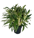 Aglaonema Amalia 'Zebra Feathers' XXL