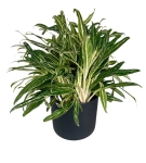 Aglaonema Amalia 'Zebra Feathers' XXL