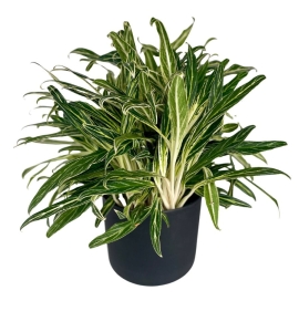 Aglaonema Amalia 'Zebra Feather' XXL