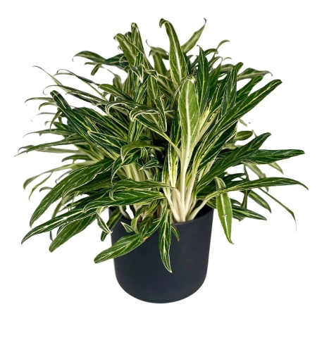 Aglaonema Amalia 'Zebra Feathers' XXL