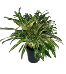 Aglaonema Amalia 'Zebra Feathers' XXL