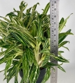 Aglaonema Amalia 'Zebra Feathers' XXL