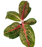 Aglaonema Lychee Red XXL