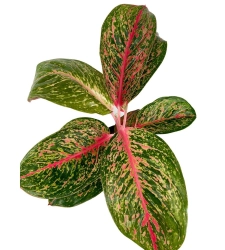 Aglaonema Lychee Red  XXL 